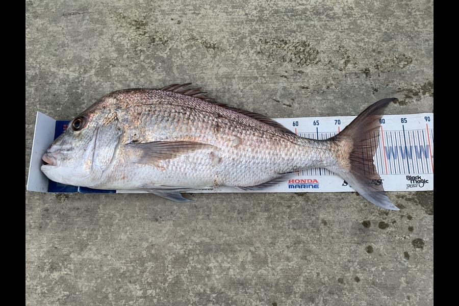 Mark Piskulic caught this 77.0cm Snapper at Northland during The Export NZ Fishing Competition